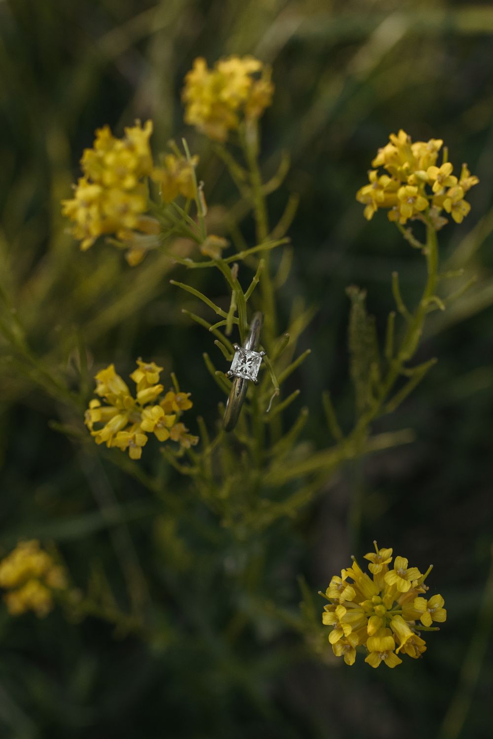 A diamond engagement ring sparkles among yellow wildflowers in macro photography.