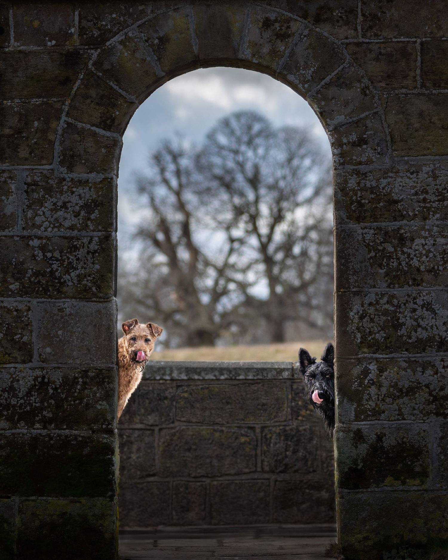 Two dogs peeking playfully through a stone archway in opposite corners.