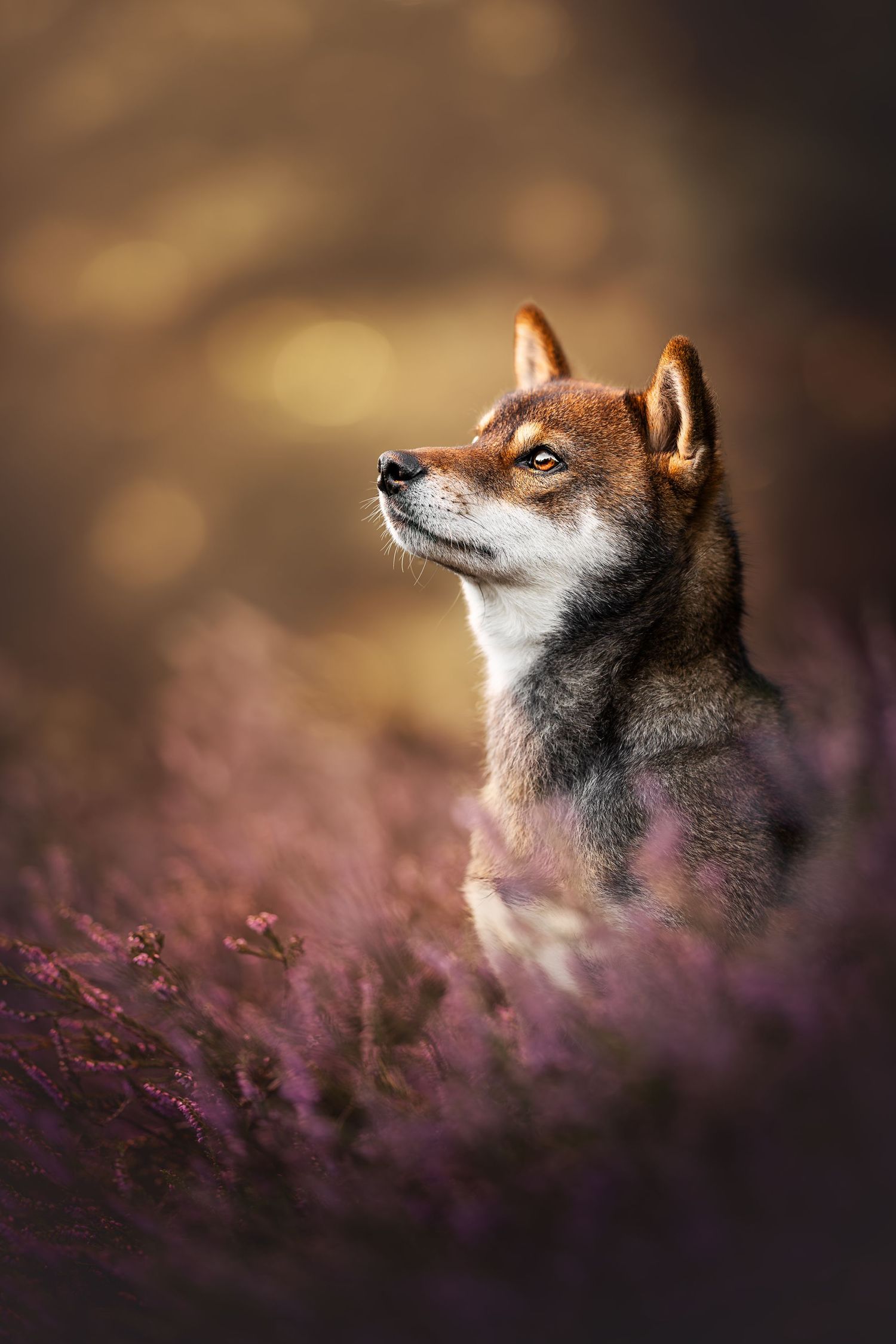 Shiba Inu dog posing majestically among purple heather flowers with soft bokeh background.