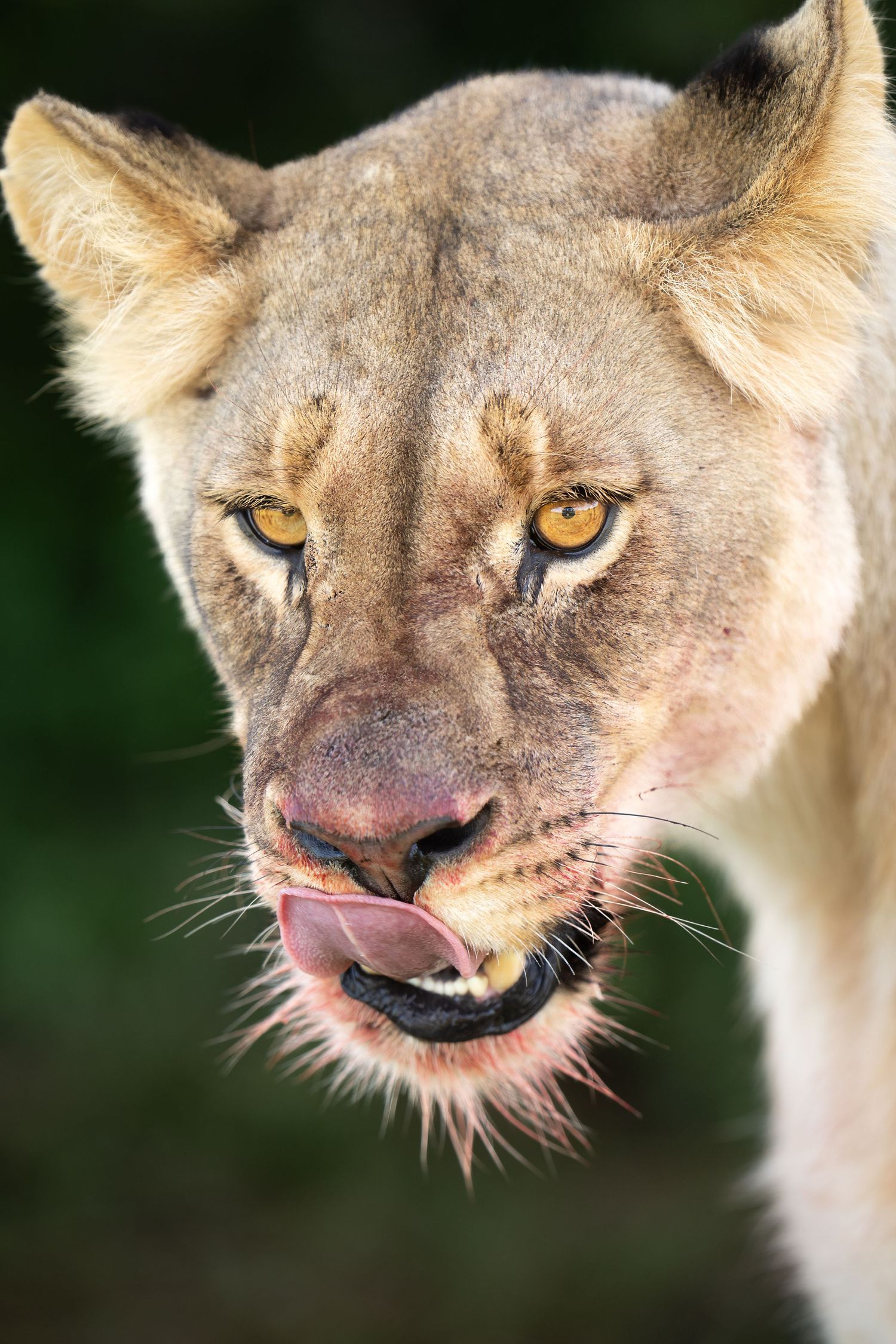 Close-up sequence of a lion licking its lips and showing its piercing yellow eyes.