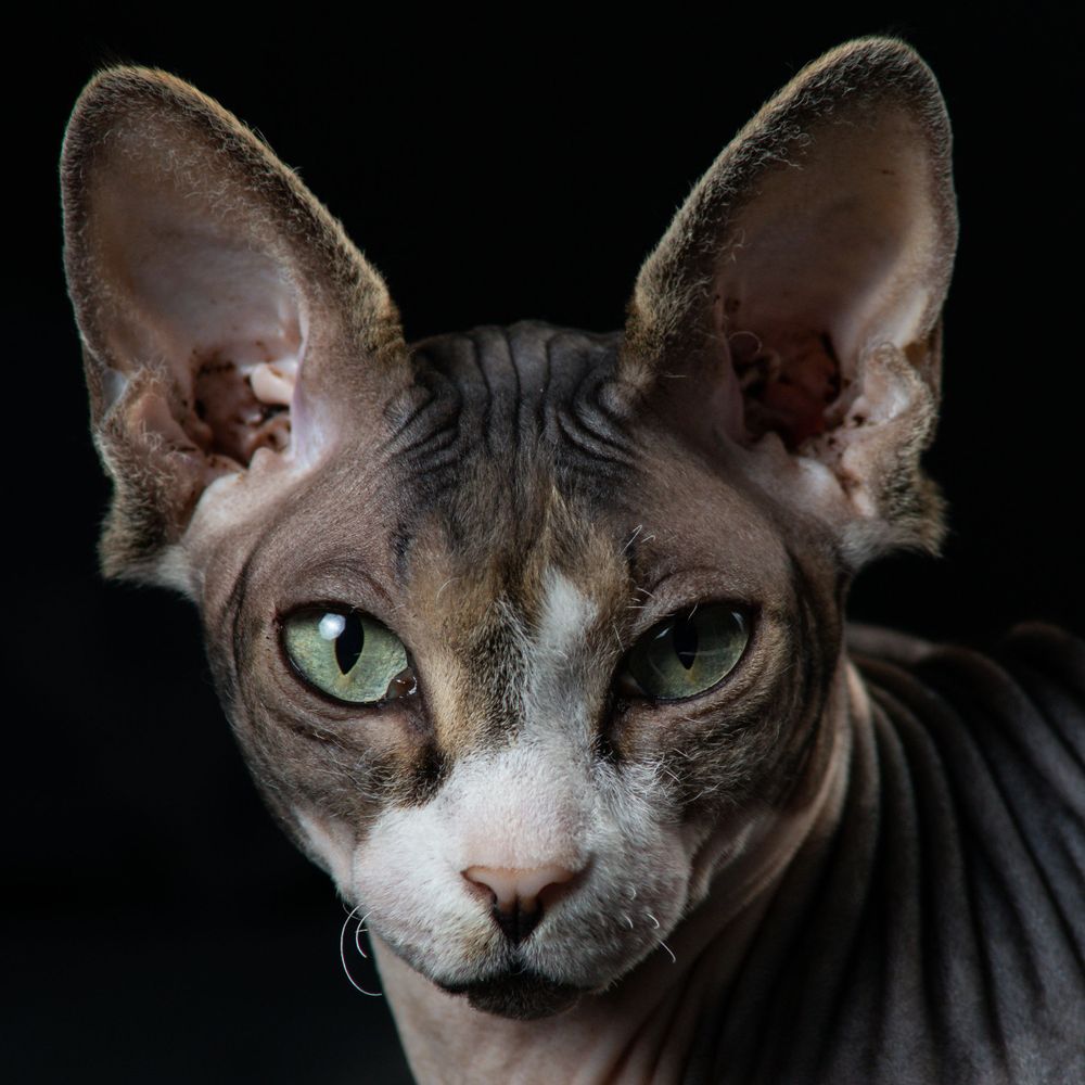 Close-up portraits of a grey Sphynx cat with intense green eyes against a dark background.