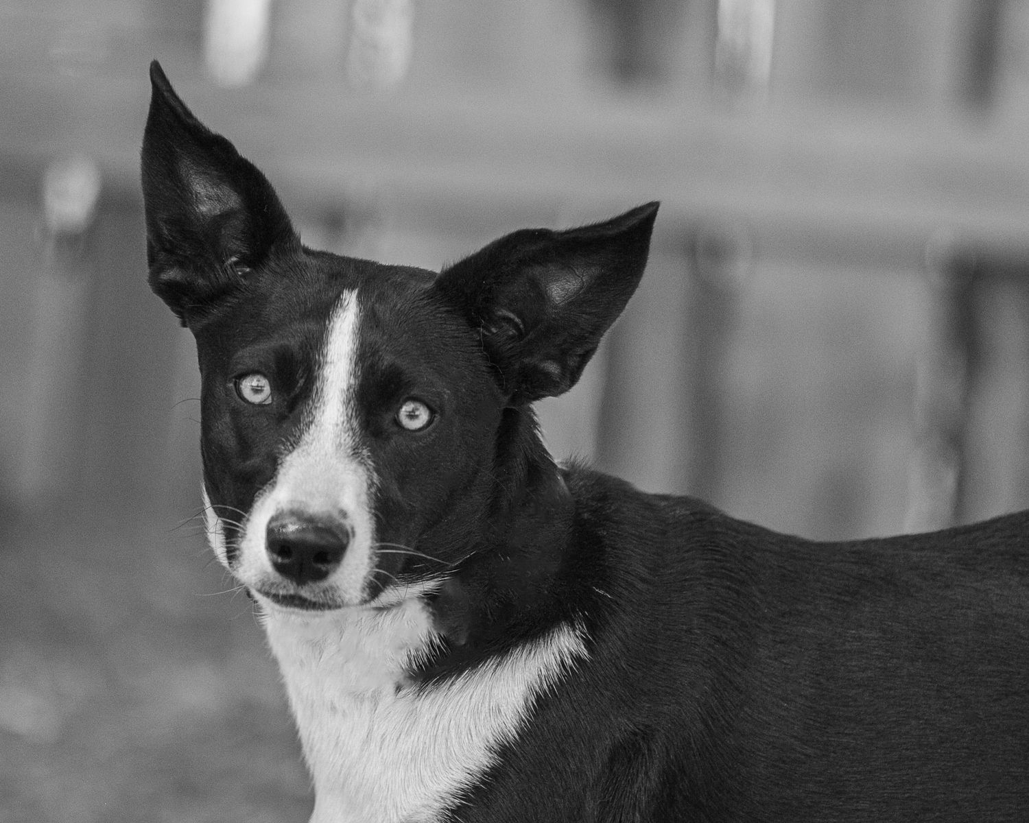 Rescue dogs