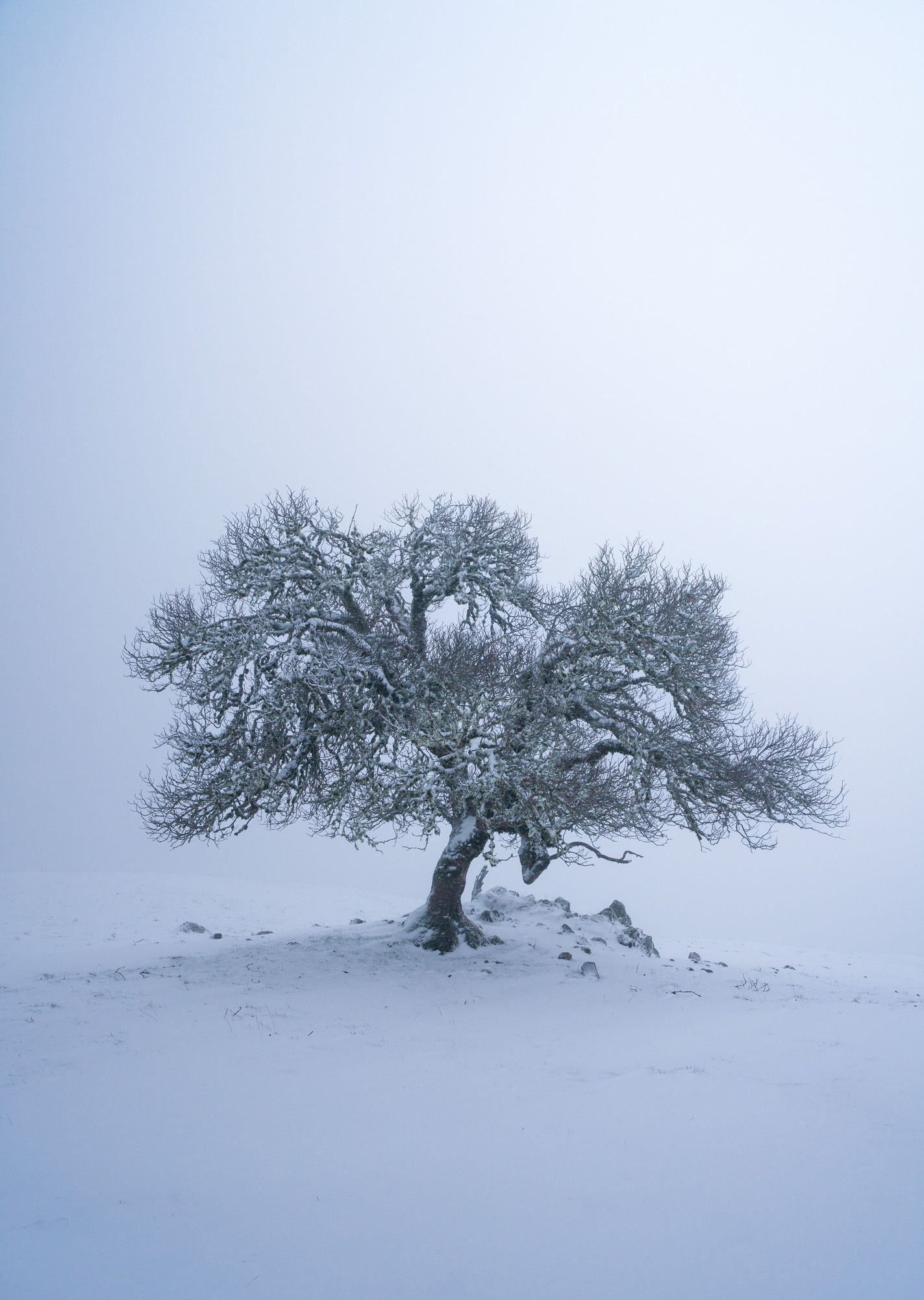 A solitary snow-covered tree stands on a stark winter landscape against a misty gray sky.