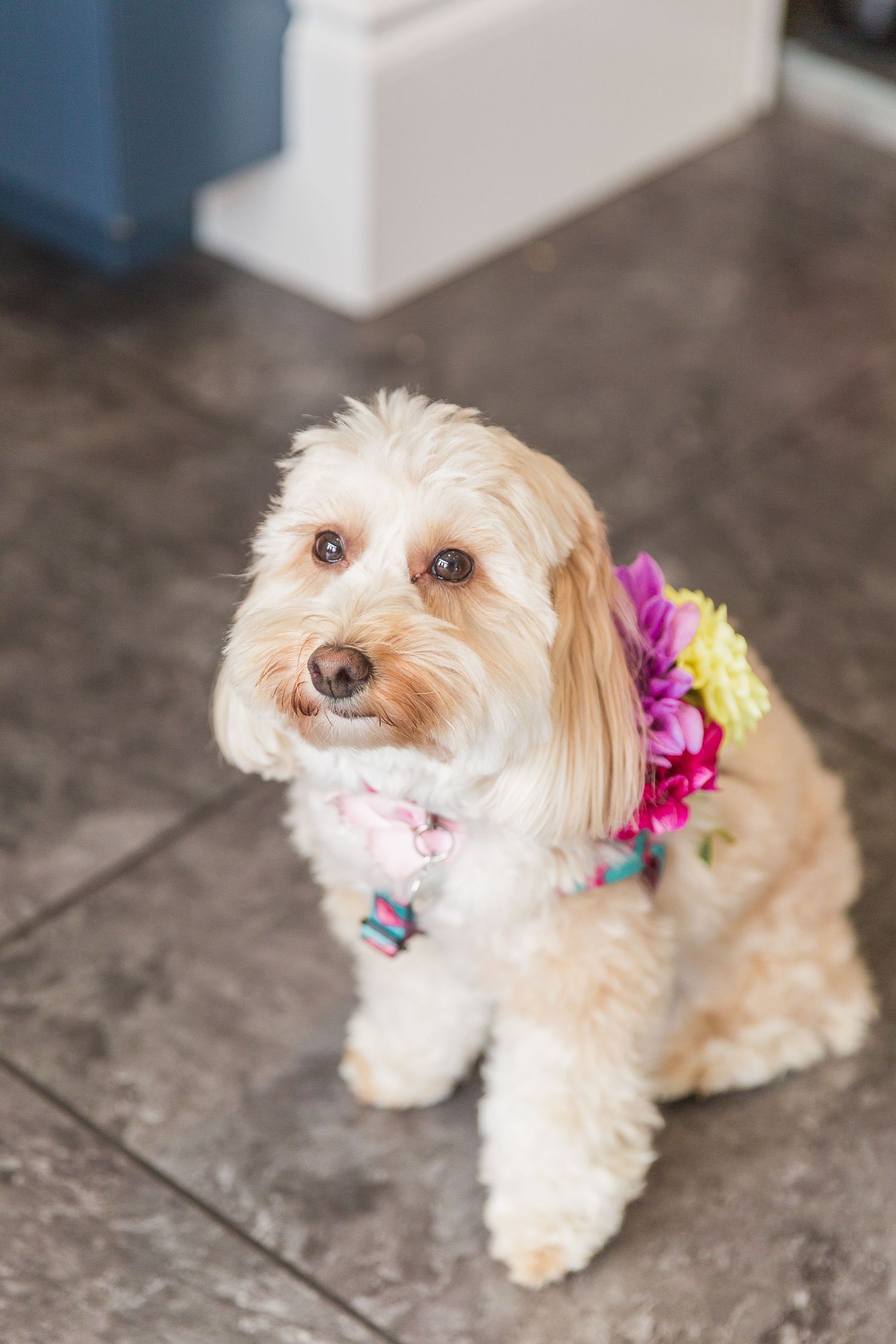 Hayley Elizabeth Photography Dogs at weddings Cockerpoo at Herefordshire wedding venue