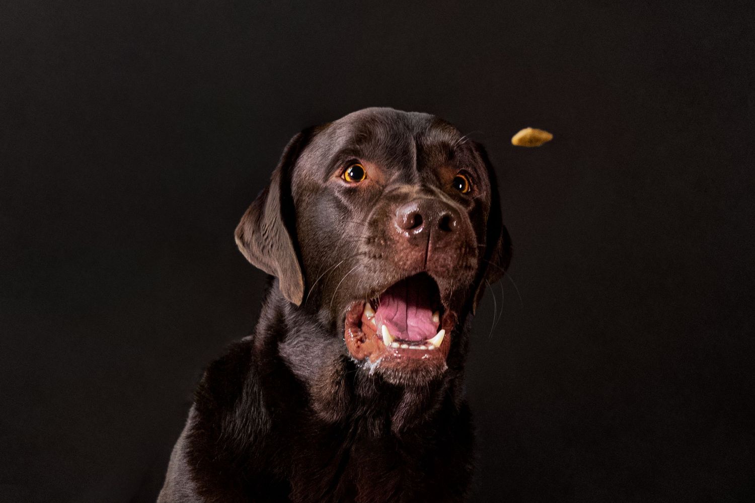 Portrait / Tierportrait von braunem Labrador - fotografiert von Sinah Kaltenbach
