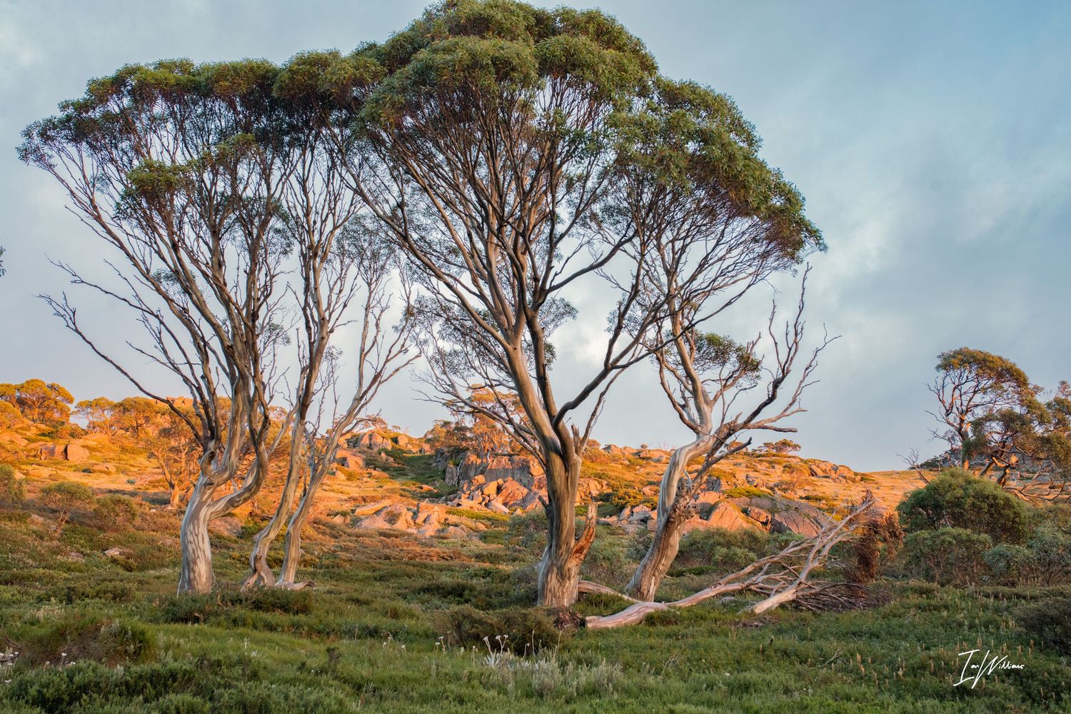 Dawn light on Snow gums