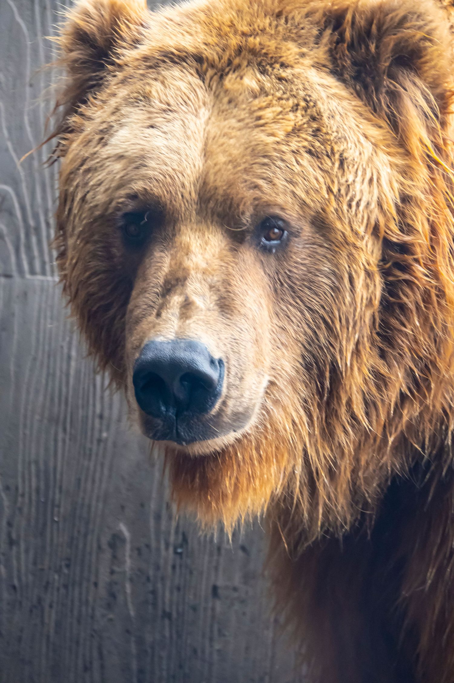 Close up portrait of a brown grizzly bear with thick fur and dark eyes.