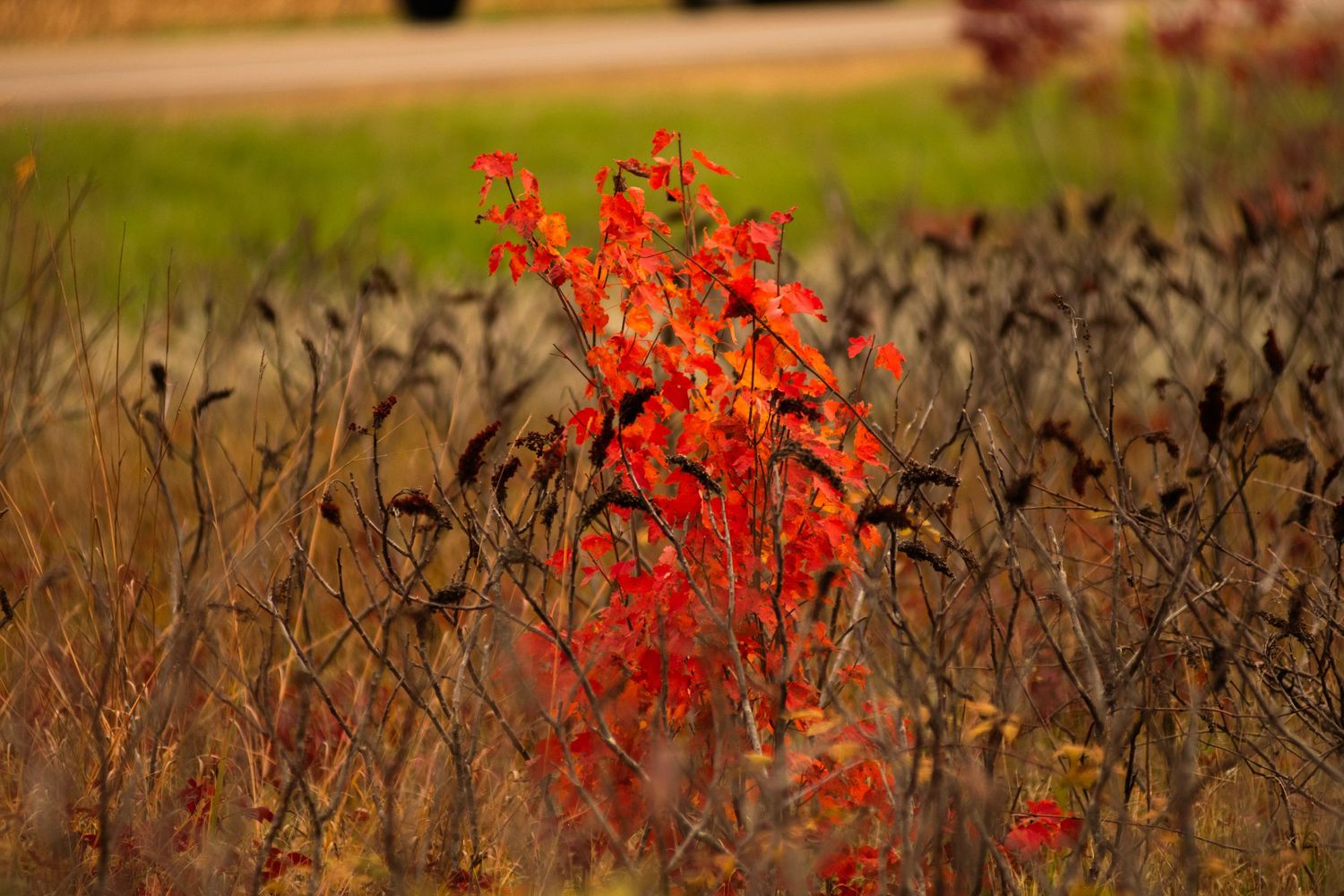 Vibrant red autumn foliage stands out against dried brown grass in a natural field setting.