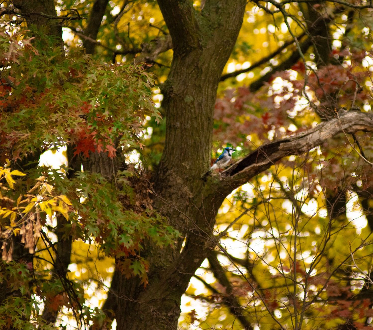 A majestic tree displays vibrant yellow and red autumn leaves against a golden background.