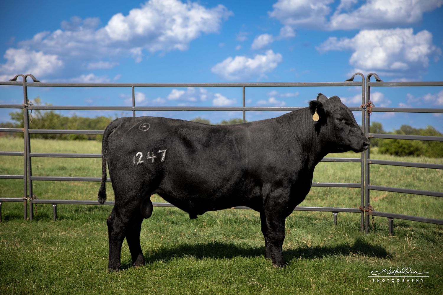 Black Angus bull standing in profile against metal fence in green pasture under blue sky.