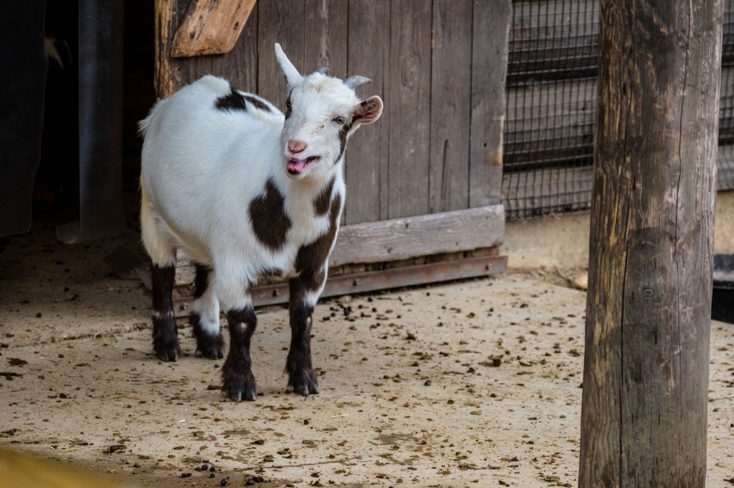 A black and white goat with small horns stands in a wooden pen looking to the side.