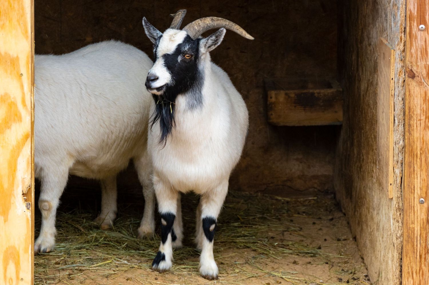 A black and white goat standing in a wooden shelter with another goat visible in background.