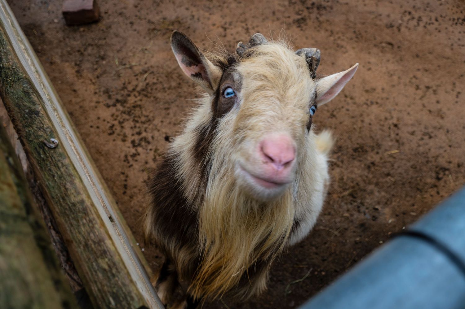 A white goat with long hair and blue eyes looking up at the camera.