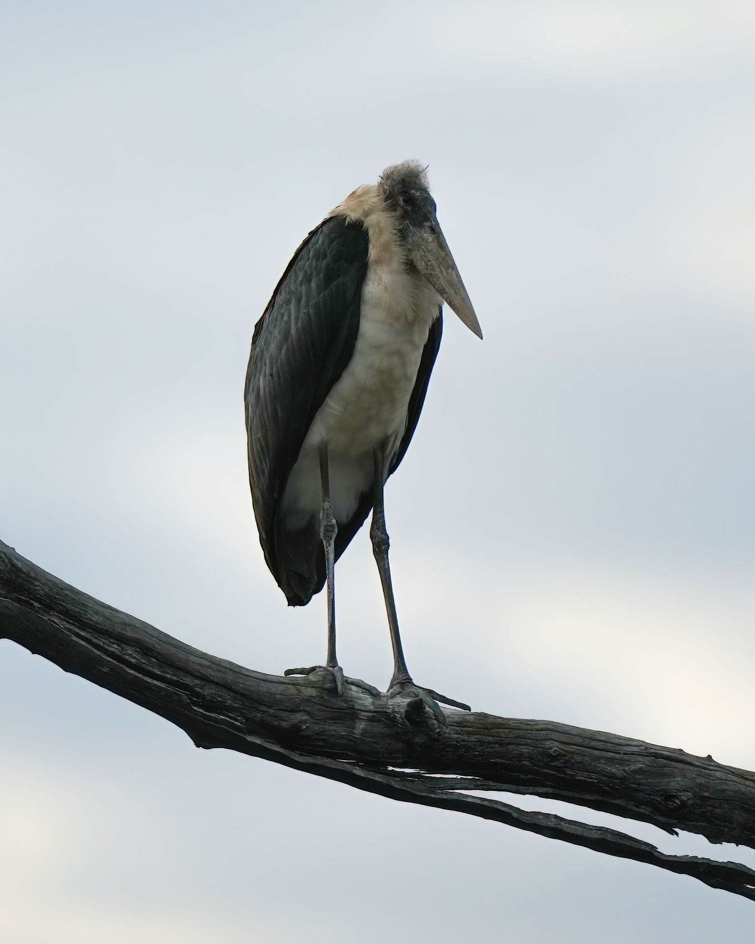 A marabou stork perches on a bare branch against an overcast sky.
