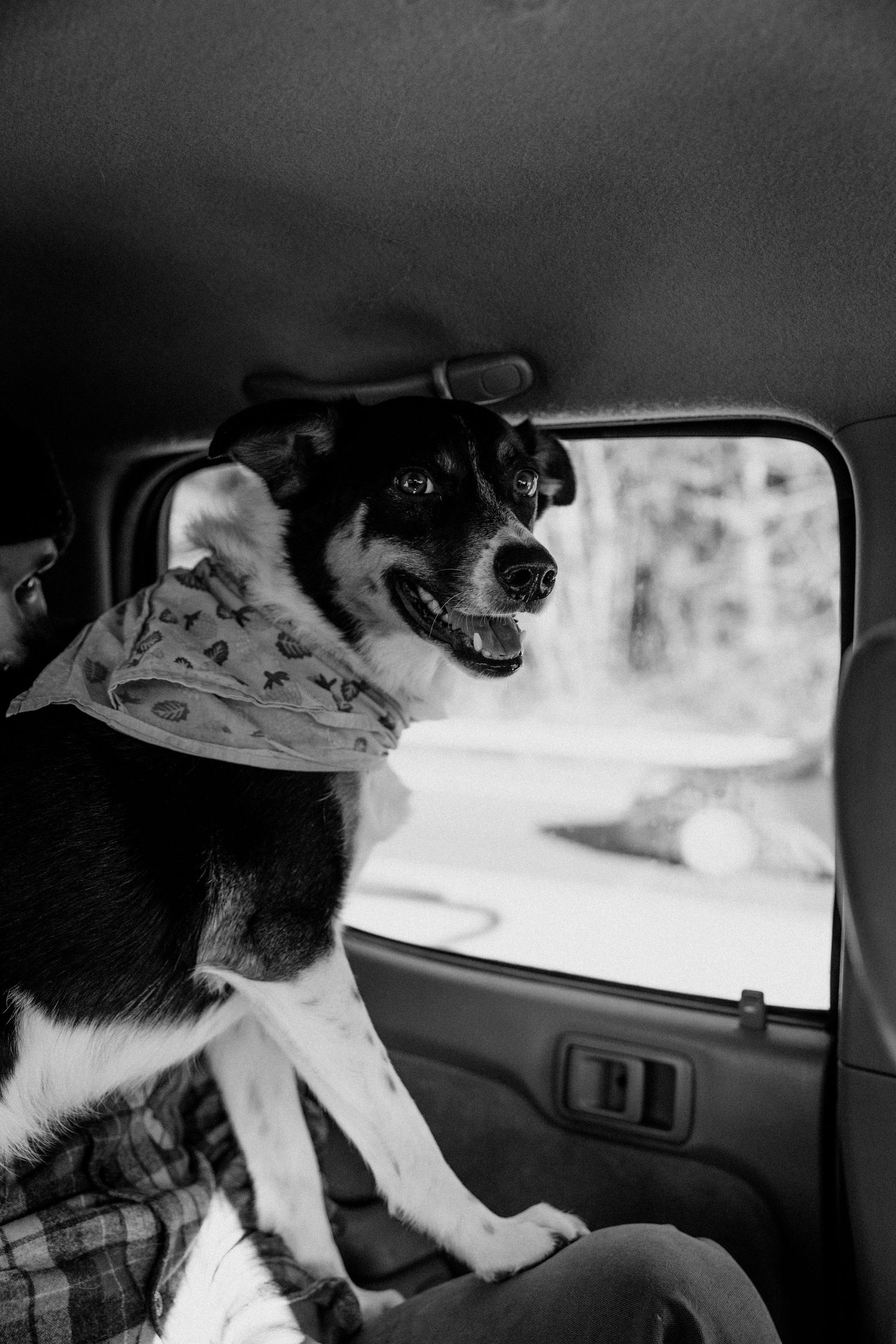 Black and white photo of a happy border collie dog looking out a car window.
