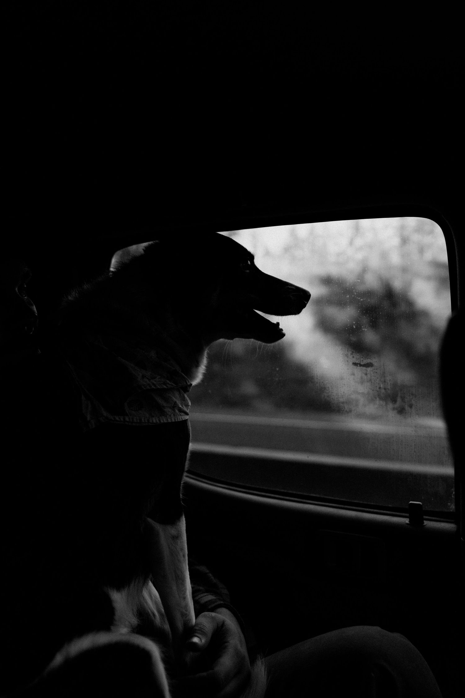 A black and white silhouette of a dog looking out of a car window during a road trip.