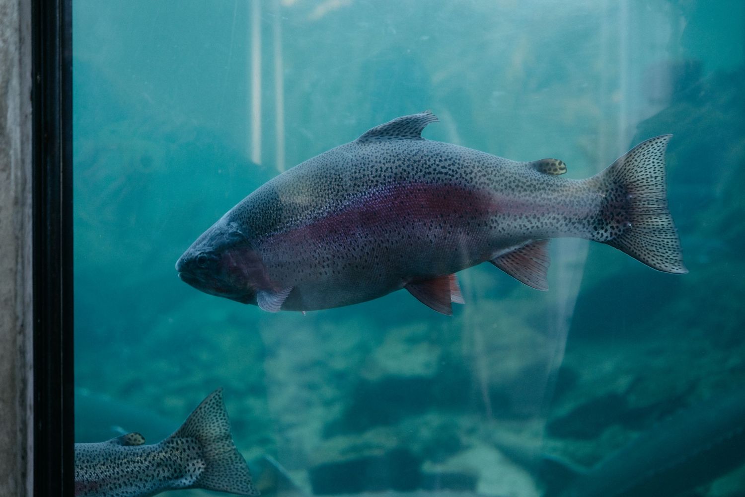 A large fish swimming in an aquarium with turquoise blue water.