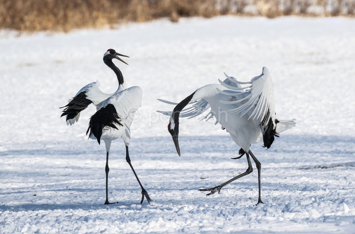 Red-crowned cranes