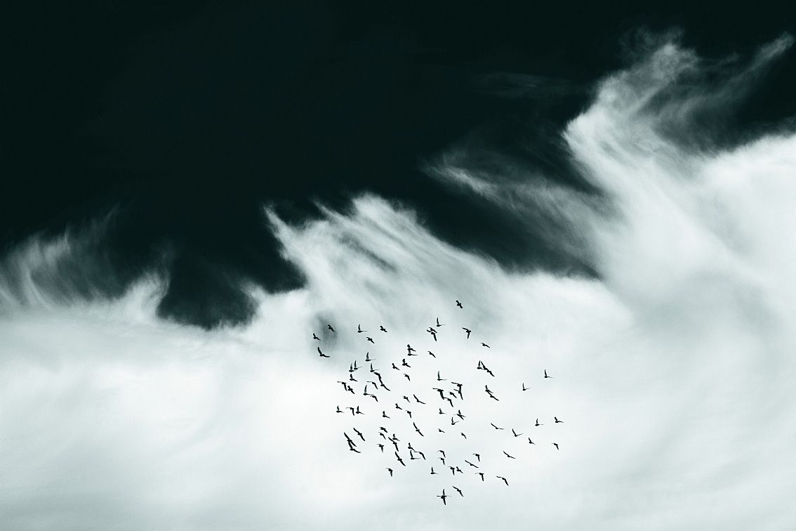 Flock of birds against a scenic cloudscape