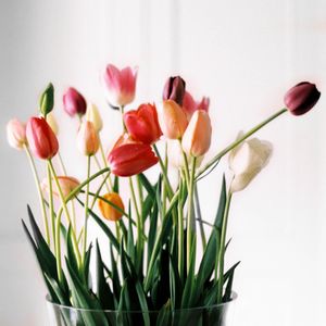 Colorful tulips in various shades of pink, orange and white in clear vase.