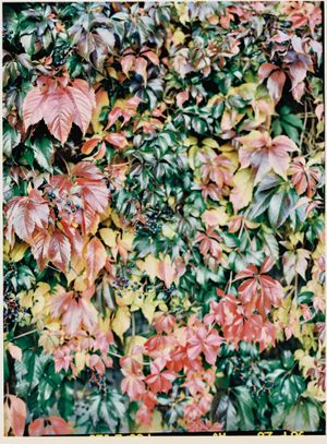 Autumn colored virginia creeper leaves creating natural wall pattern.