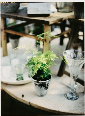 Small potted fern plant next to vintage crystal glassware on rustic wooden table.