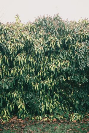 Dense green foliage of rhododendron bushes filling the frame.