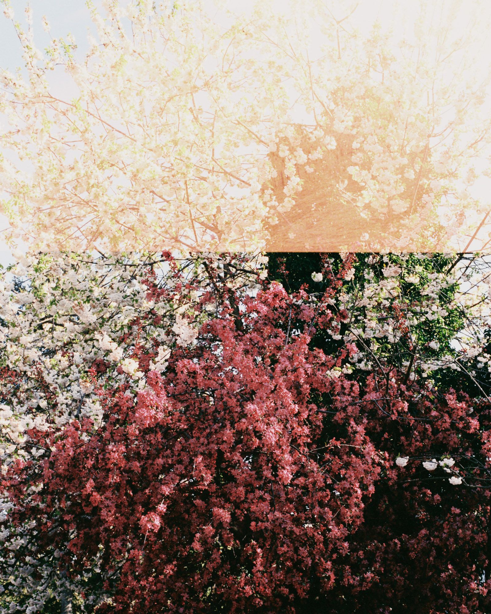 Cherry blossom trees with pink and white blooms against light background.