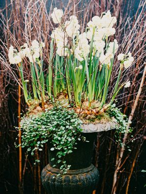 White paperwhite narcissus blooms in dark container with trailing ivy.