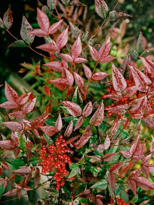 Red nandina leaves with bright berries showing fall colors.