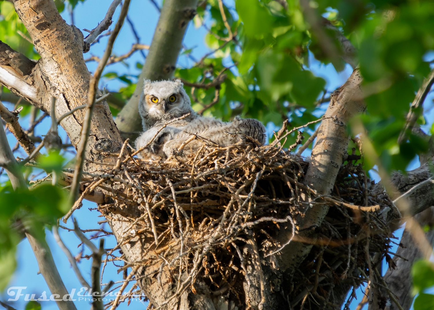 Close-up of a young owl in its nest looking directly at the camera among tree branches.