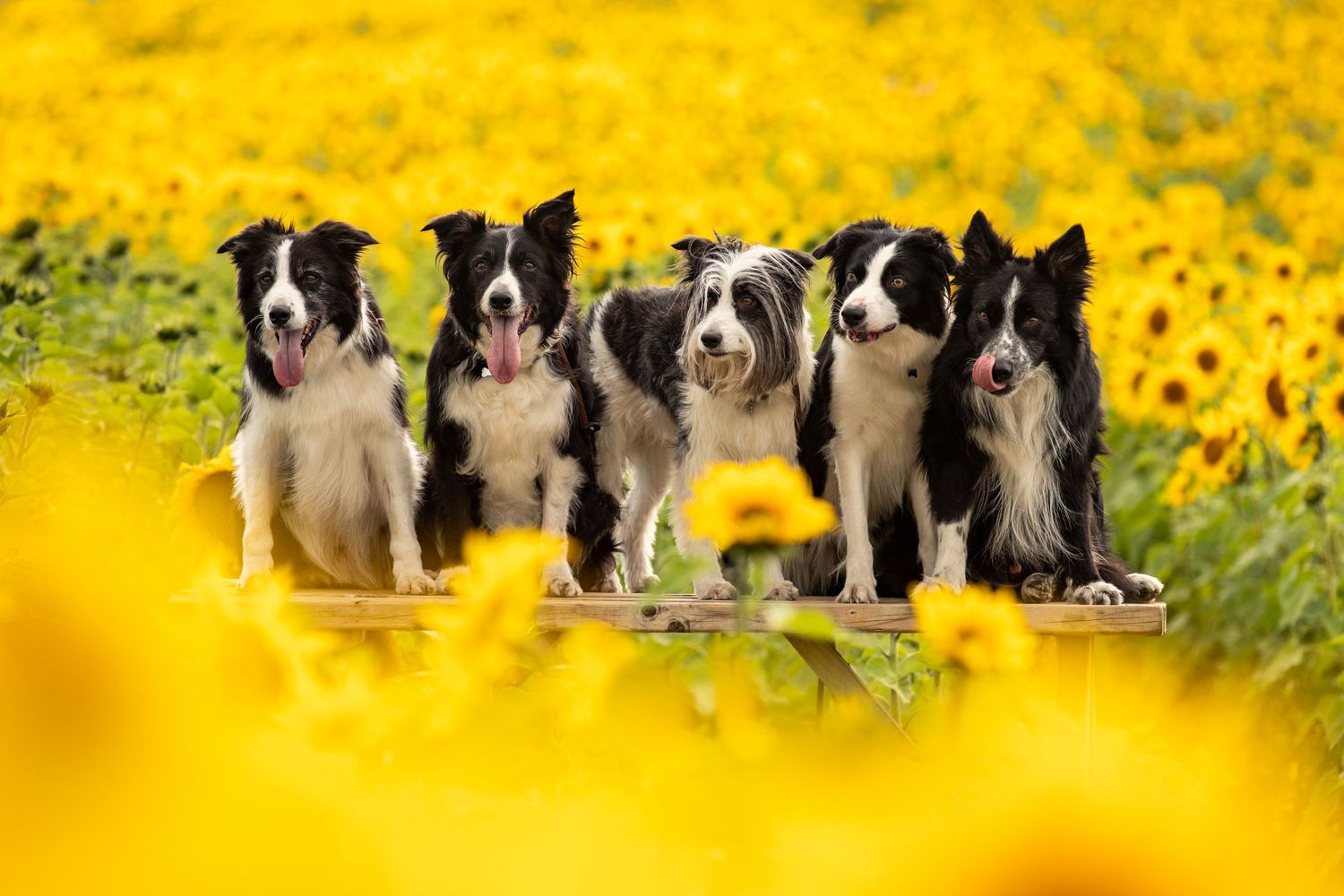 Group of Border Collies posed together in front of vibrant yellow wildflowers.