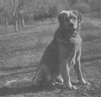 Photo of Chinook's sire Kim