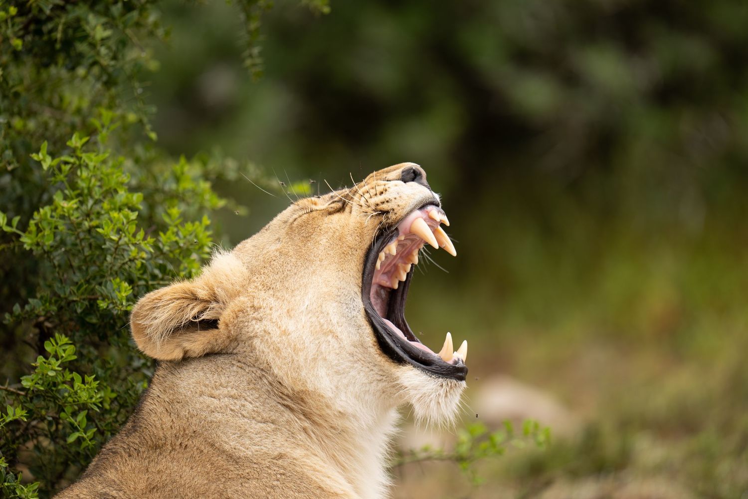 Female lion showing aggressive behavior with open mouth and bared teeth.