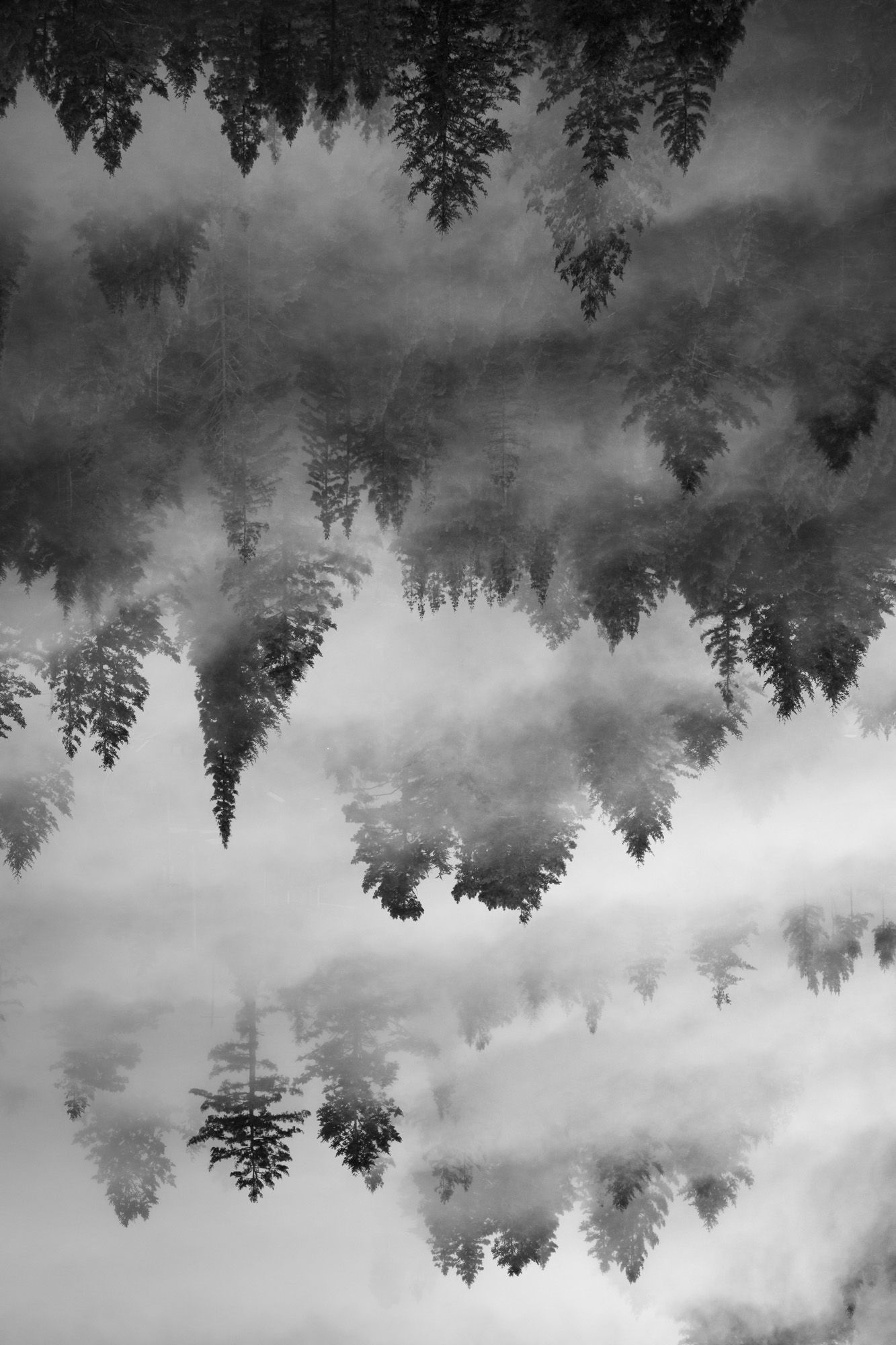 Abstract black and white reflection of trees in water creating a symmetrical mirror effect.