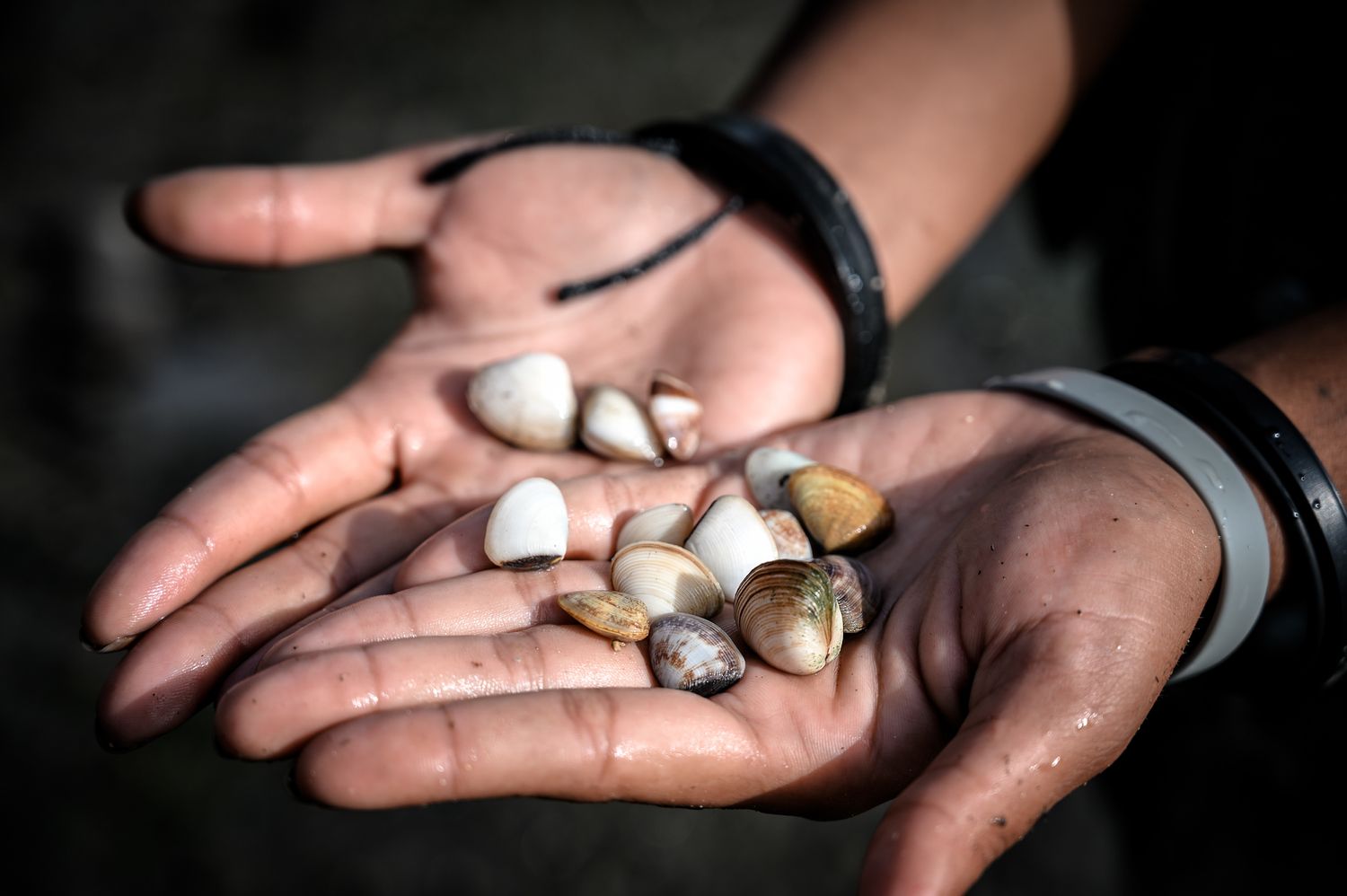 Coquillages bivalves, Nouvelle-Calédonie