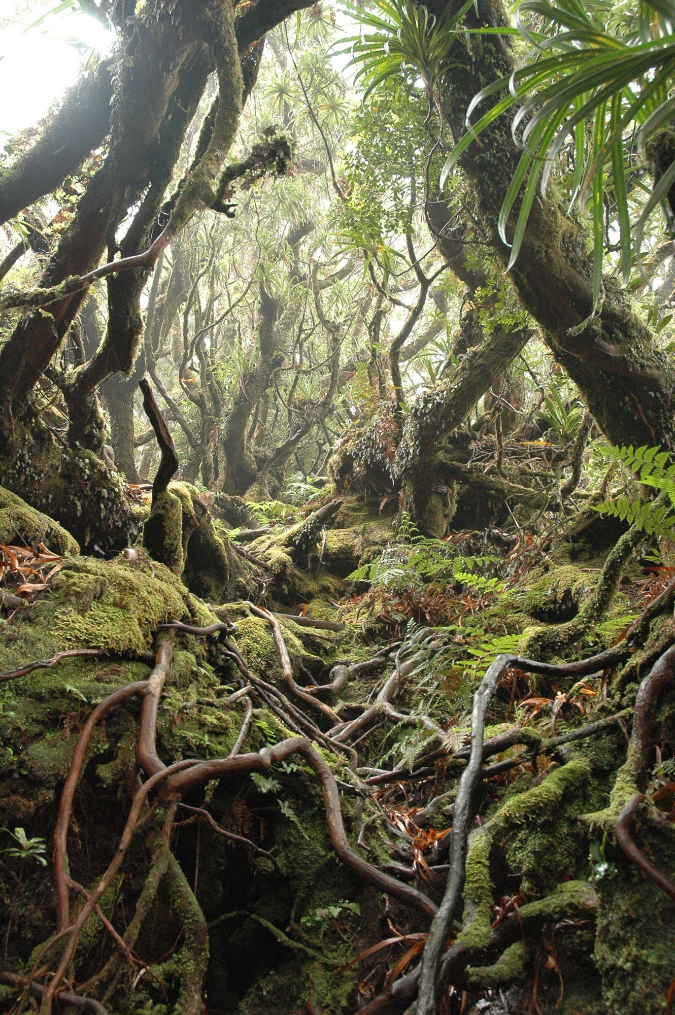 Racines en foret primaire, paysage