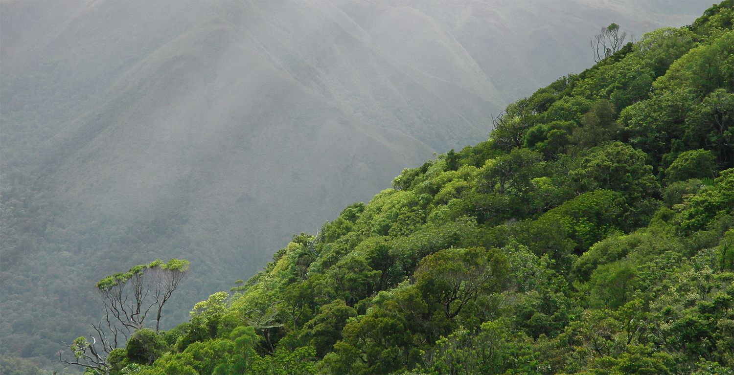 Paysage de forêt en Nouvelle-Calédonie