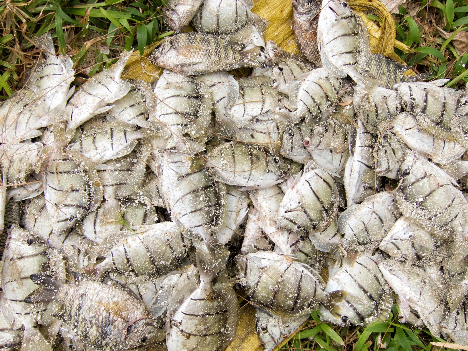 Poissons, pêche côtière, Vanuatu, lifestyle