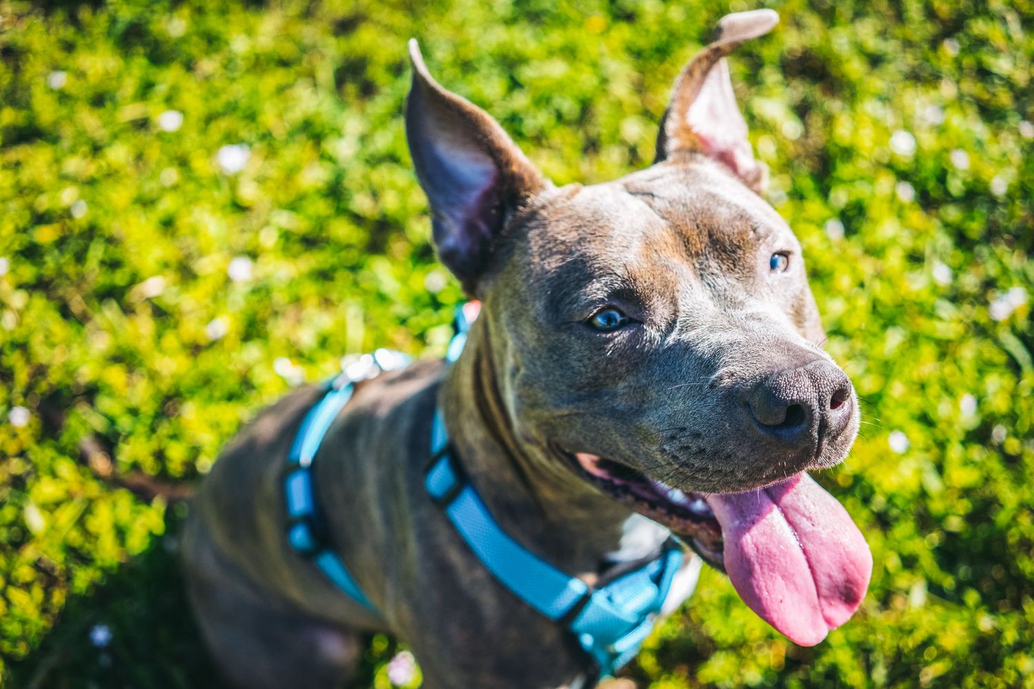 Meet Kona For the Love of the Pups