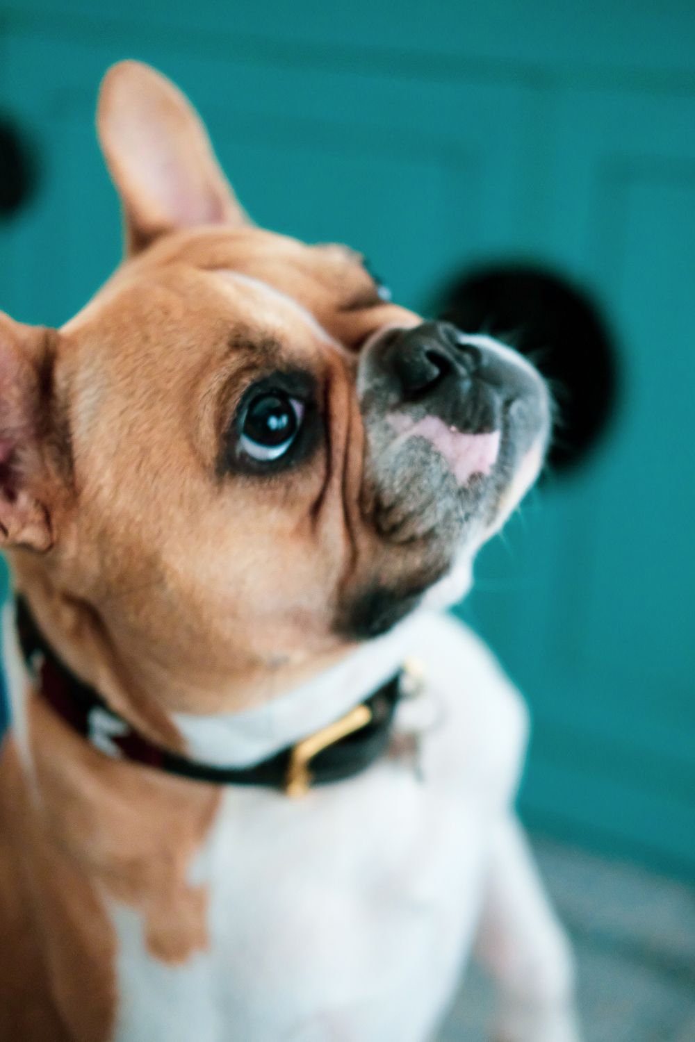 Adorable fawn French Bulldog with blue eyes gazing upward against a teal door backdrop.
