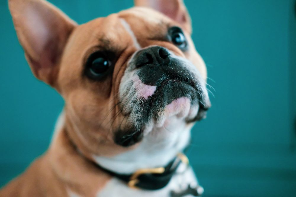 Cute fawn French Bulldog with tongue slightly out looking up against a teal background.