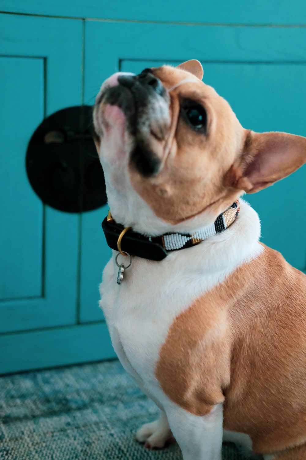 Fawn French Bulldog sitting and looking up wearing a black and gold collar against a teal door.