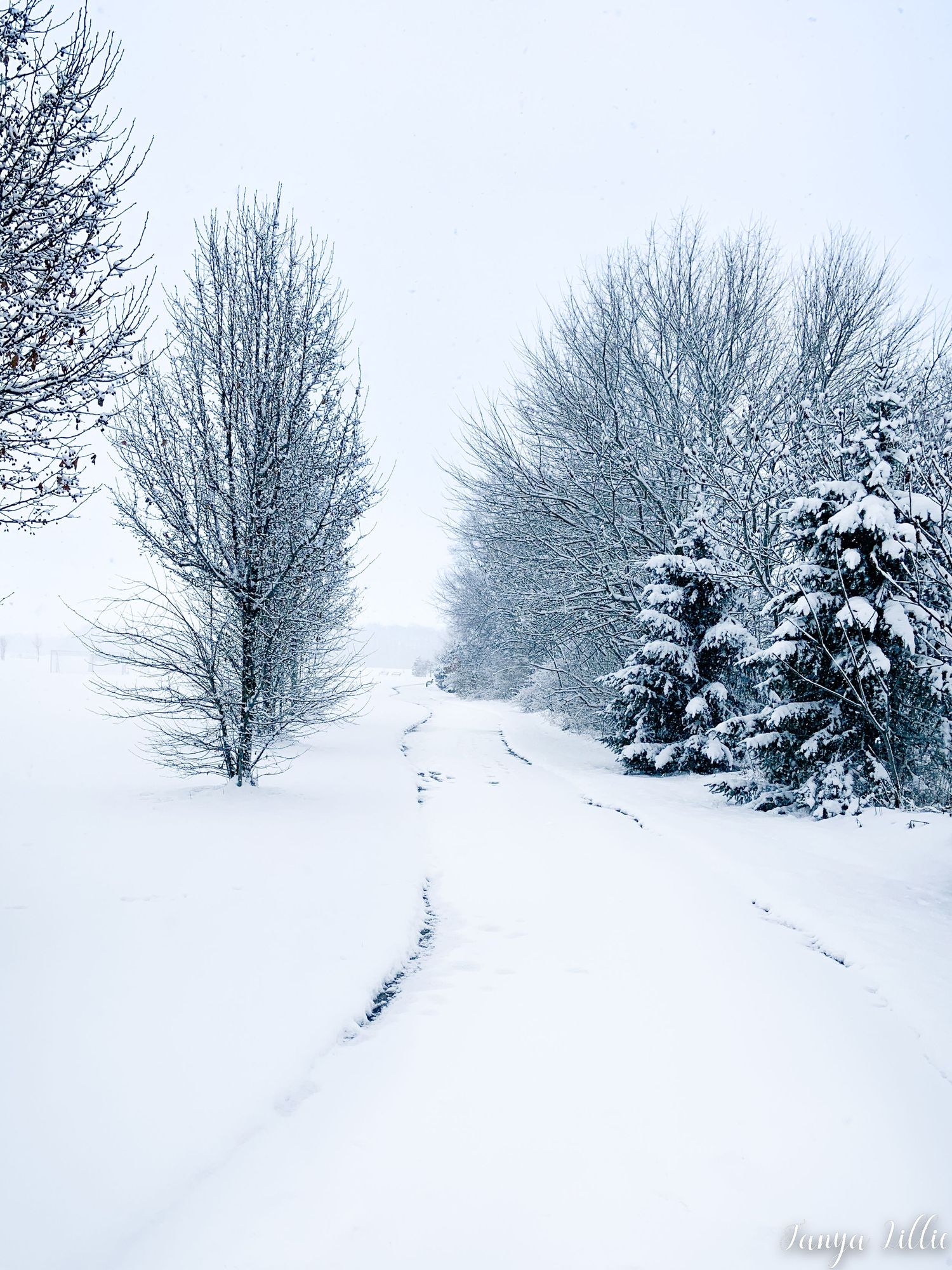 Winter Scene