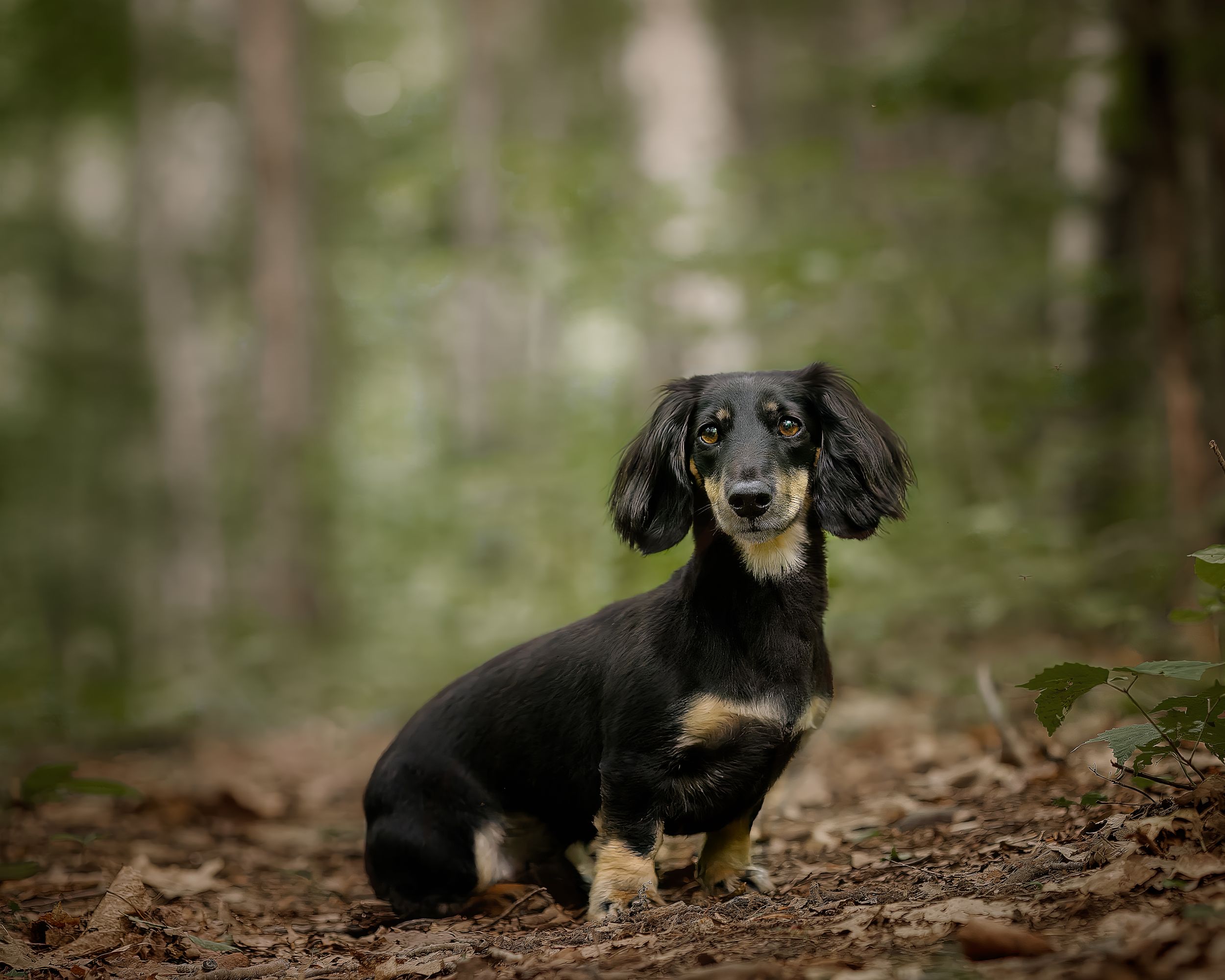 Professional pet photo - dog