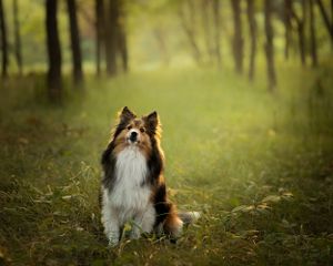 Professional pet photo - dog