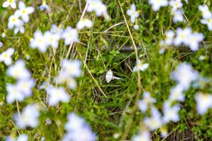 Roan Mountain Photographer, photography near me, scenic views near me, mountain city, east tennessee photographer, photo