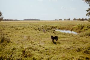 Dog running through vast green meadow landscape.