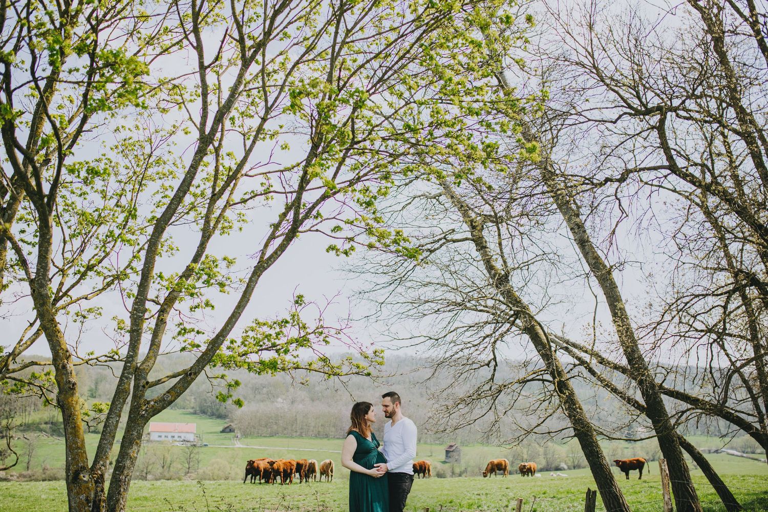 Spring wedding photoshoot in a blooming orchard with cows grazing in the background.