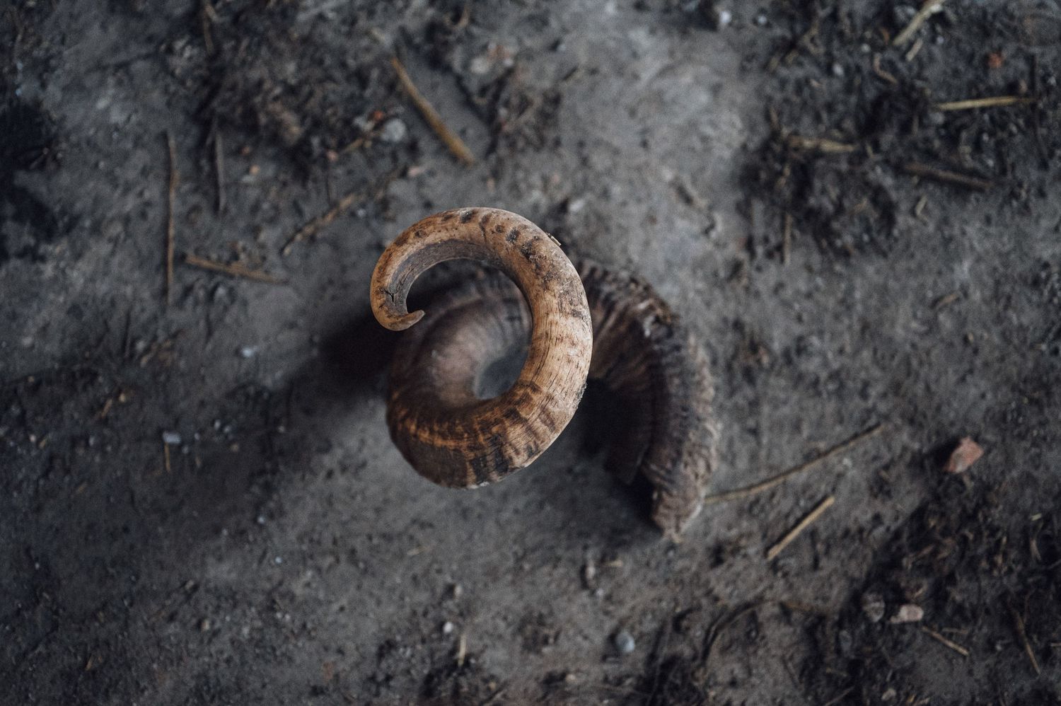 Curved animal horn lying on ashy gray ground with scattered debris.
